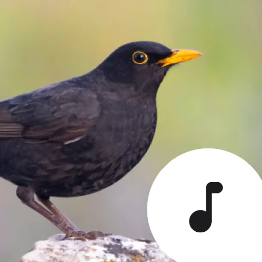 Blackbird Sounds डाउनलोड करें – प्रकृति की मधुर धुनें मुफ्त में