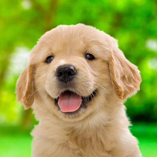 My Dog & Me: Puppy Simulator डाउनलोड करें – प्यारा पिल्ला गेम