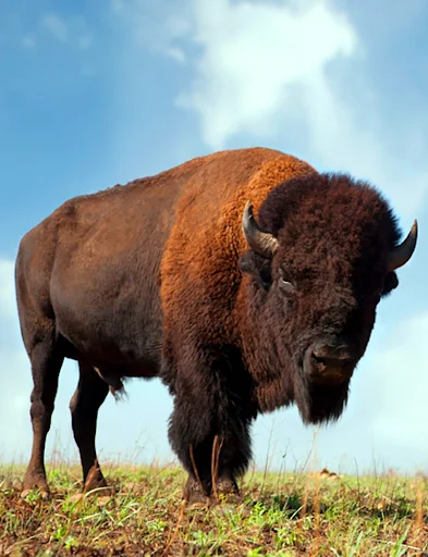 Buffalo and Bison Sounds डाउनलोड करें – असली जंगली जानवरों की रिंगटोन - Screenshot 1