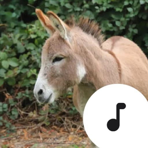 Donkey Sounds डाउनलोड करें – मजेदार गधों की आवाजें फ्री में